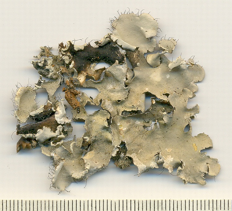 Parmotrema subarnoldii from Brazil, Paraná, Guaraqueçaba leg. C.G. Donha 622 (UPCB)